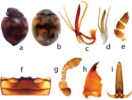 Attēlu rezultāti vaicājumam “Chionaspis salicis”