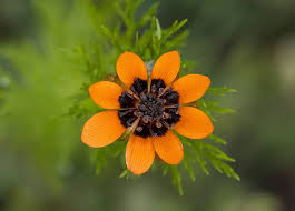 Image result for Adonis aestivalis