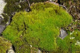 Attēlu rezultāti vaicājumam “Ditrichum flexicaule”