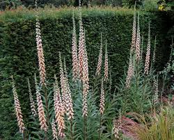 Image result for Digitalis ferruginea