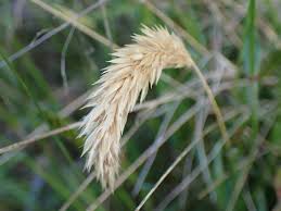 Attēlu rezultāti vaicājumam “Anthoxanthum odoratum”