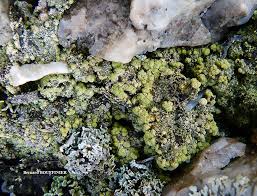 Attēlu rezultāti vaicājumam “Trapeliopsis granulosa”