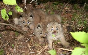Afbeeldingsresultaat voor lynx