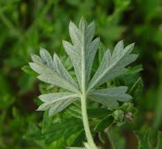 Attēlu rezultāti vaicājumam “Potentilla argentea flower”
