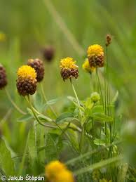 Attēlu rezultāti vaicājumam “Trifolium spadiceum flower”
