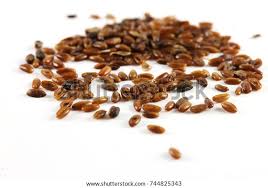 Attēlu rezultāti vaicājumam “Plantago lanceolata fruit”