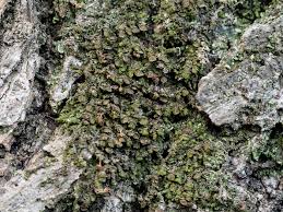 Attēlu rezultāti vaicājumam “Frullania dilatata”