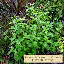 Attēlu rezultāti vaicājumam “Trichia erecta”