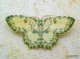 Attēlu rezultāti vaicājumam “Ceruchus chrysomelinus larva”