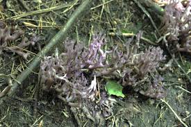 Attēlu rezultāti vaicājumam “Clavulina amethystina”