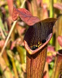 Attēlu rezultāti vaicājumam “Collaria rubens stalked”
