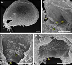Attēlu rezultāti vaicājumam “Utricularia x neglecta”