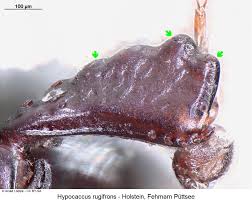 Attēlu rezultāti vaicājumam “Hypocaccus rugiceps”