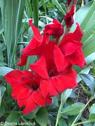 Attēlu rezultāti vaicājumam “Gladiolus imbricatus fruit”