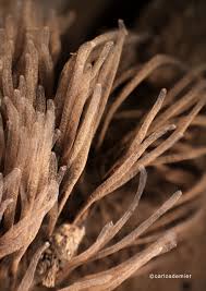 Attēlu rezultāti vaicājumam “Stemonitis lignicola”