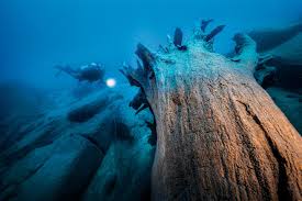 Image result for TAL Divers