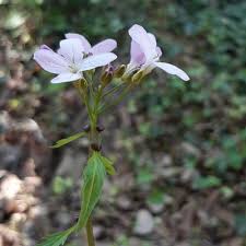 Attēlu rezultāti vaicājumam “Cardamine bulbifera”