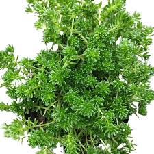 Attēlu rezultāti vaicājumam “Sedum sexangulare leaf”