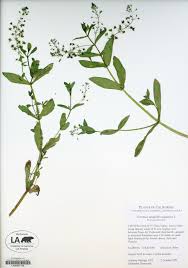 Attēlu rezultāti vaicājumam “Veronica anagallis-aquatica fruit”