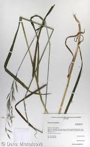 Attēlu rezultāti vaicājumam “Bromopsis benekenii”