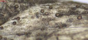 Attēlu rezultāti vaicājumam “Licea pusilla”