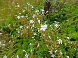Attēlu rezultāti vaicājumam “Plumbaginaceae”