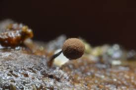 Attēlu rezultāti vaicājumam “Comatricha fragilis spores”