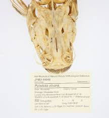 Image result for Pylodictis olivaris