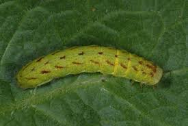 Attēlu rezultāti vaicājumam “Lacanobia contigua”