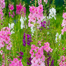 Image result for Königskerzen