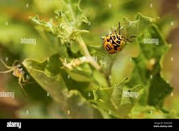 Attēlu rezultāti vaicājumam “Eurydema dominulus”