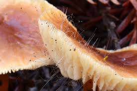 Attēlu rezultāti vaicājumam “Spinellus fusiger”