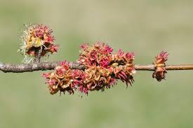 Attēlu rezultāti vaicājumam “Acer saccharinum bud”