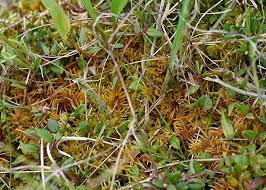 Attēlu rezultāti vaicājumam “Helodium blandowii”