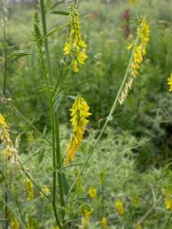 Attēlu rezultāti vaicājumam “Melilotus wolgicus”