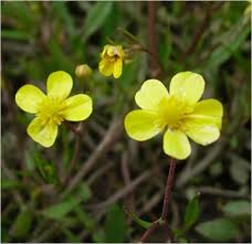 Attēlu rezultāti vaicājumam “Ranunculus flammula leaf”