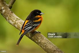 Image result for Icterus galbula