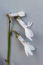 Attēlu rezultāti vaicājumam “Lobelia dortmanna bud”