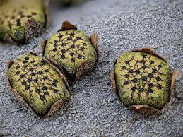 Attēlu rezultāti vaicājumam “Diatrype disciformis”