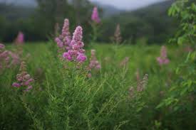 Attēlu rezultāti vaicājumam “Spiraea salicifolia”