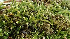 Attēlu rezultāti vaicājumam “Odontoschisma denudatum”