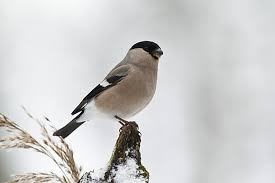 Attēlu rezultāti vaicājumam “Pyrrhula pyrrhula female”