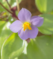 Image result for Exacum affine