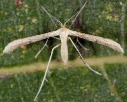 Attēlu rezultāti vaicājumam “Adaina microdactyla”