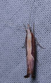 Attēlu rezultāti vaicājumam “Ypsolopha dentella”