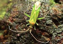 Attēlu rezultāti vaicājumam “Blepharidopterus angulatus”