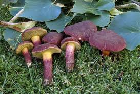 Attēlu rezultāti vaicājumam “Xerocomus rubellus”