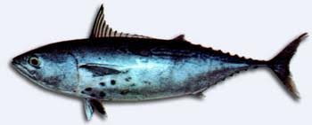 Image result for Euthynnus alletteratus