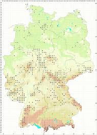 Attēlu rezultāti vaicājumam “Tritomaria exsectiformis”