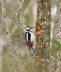 Attēlu rezultāti vaicājumam “Dendrocopos major female”